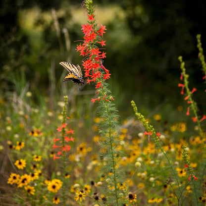 Tall red standing cypress flowers scattered among yellow wildflowers in a sunny field