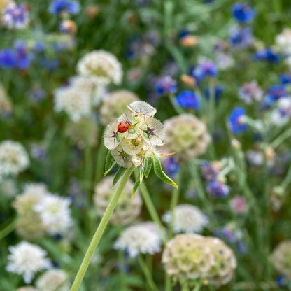 White and blue Starflower blooms with green leaves on a blurred blue-green background