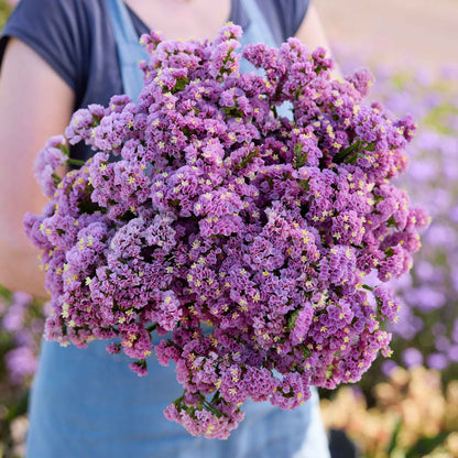 A person holding a bouquet of statice forever rose flowers in a garden setting.