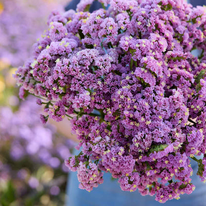 A close up of a person holding a bouquet of statice forever rose flowers in a garden setting.