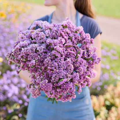 A person holding a bouquet of statice forever rose flowers in a garden setting.