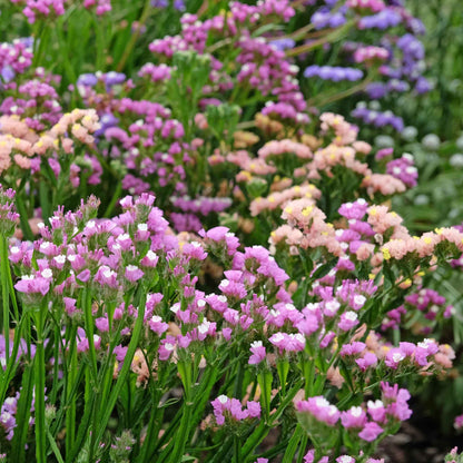 Statice pastel mix orange apricot flowers blooming in a field with a green background