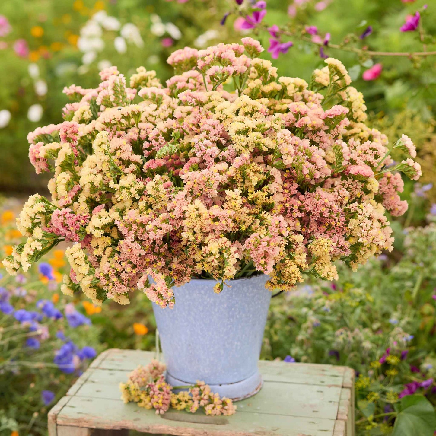 Potted plant with pink and yellow qis apricot statice flowers on a wooden stool in a garden setting