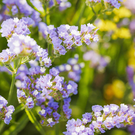 Close-up of blue statice flowers with a blurred green and yellow background