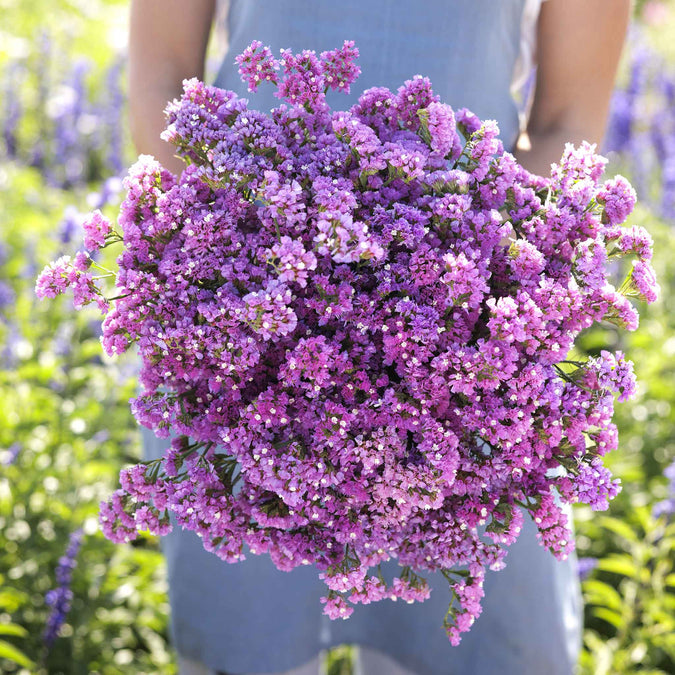 statice seeker rose shades