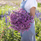 statice seeker rose shades