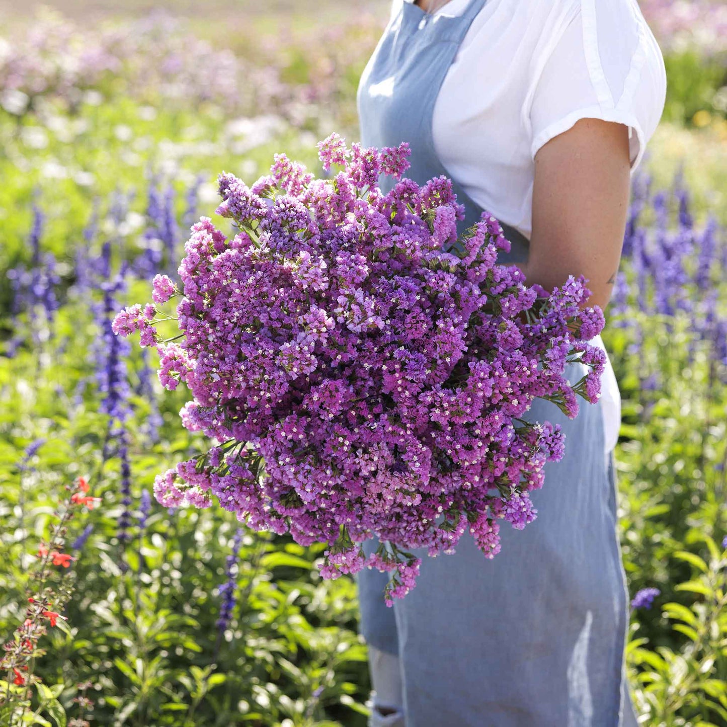 statice seeker rose shades