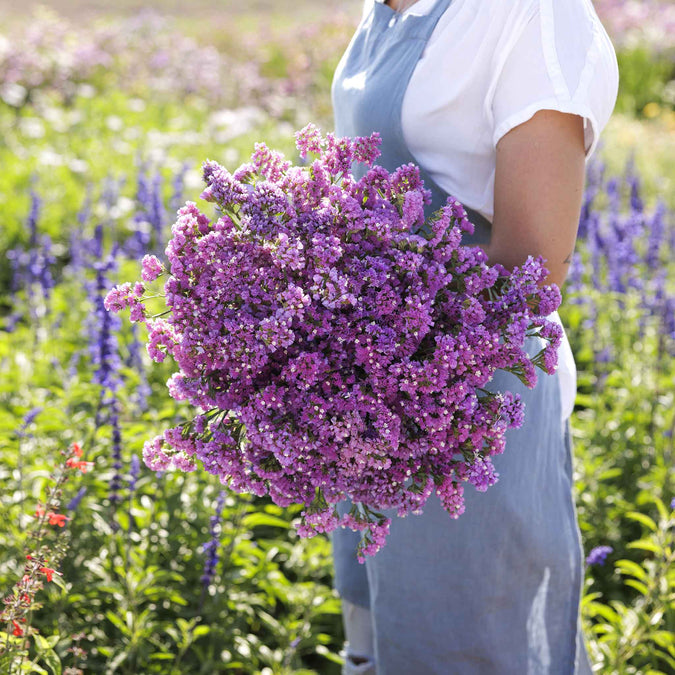 statice seeker rose shades