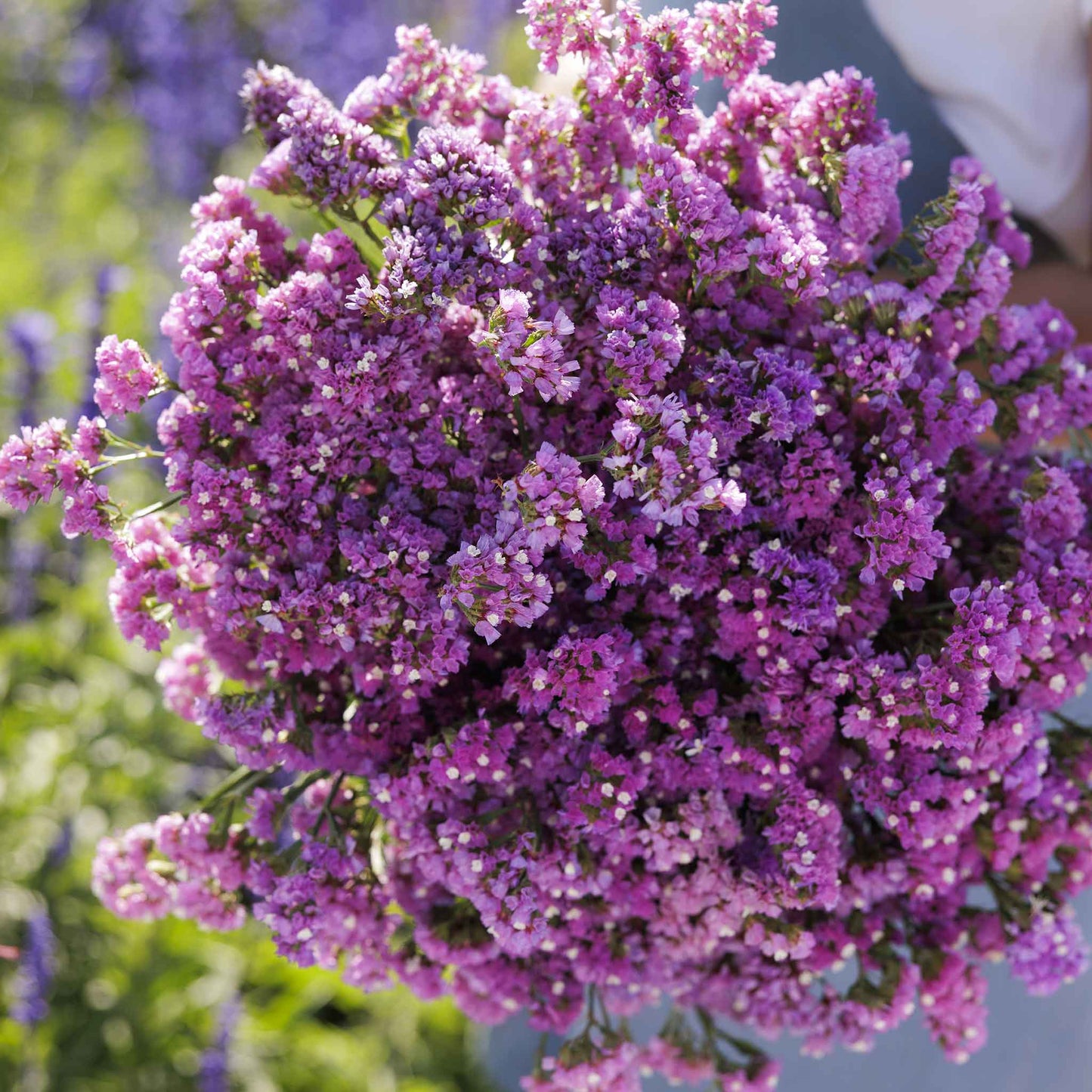 statice seeker rose shades