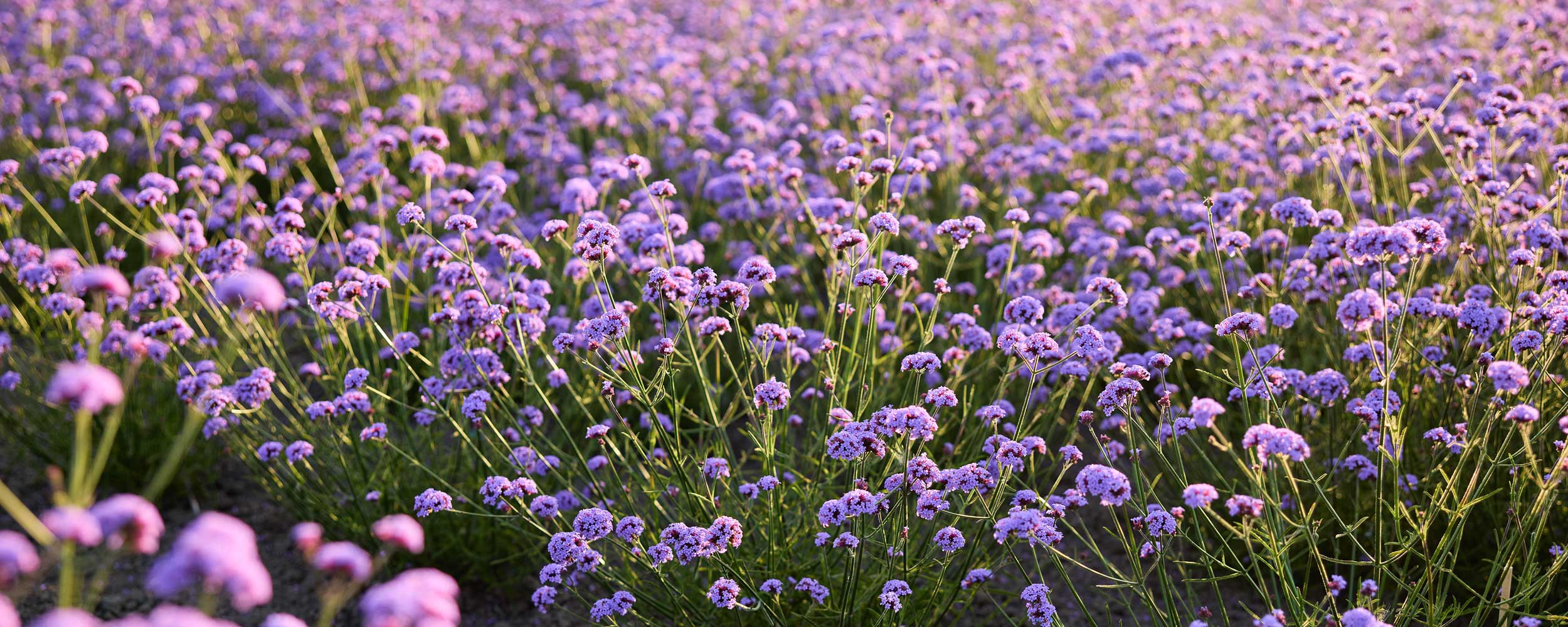 A dense field of small purple flowers with green stems stretching across the frame in warm golden-hour light.