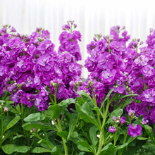 Miracle blue mid stock with rich purple flowers on tall stems against a blurred green background.