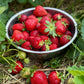 Metal bowl filled with red allstar strawberries on a grassy background