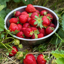 Metal bowl filled with red allstar strawberries on a grassy background