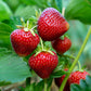 Red chandler strawberries on a green plant with a blurred green background