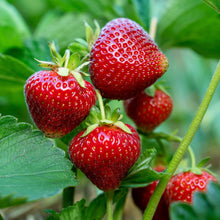 Red chandler strawberries on a green plant with a blurred green background