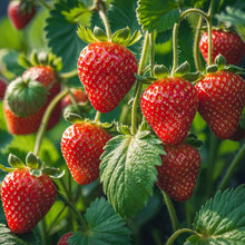 Close-up of ripe eversweet strawberries on a green plant