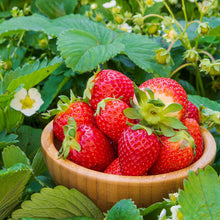 Wooden bowl filled with red  fort laramie strawberries surrounded by green leaves and flowers