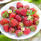 White plate with fresh quiault strawberries on a rustic wooden surface