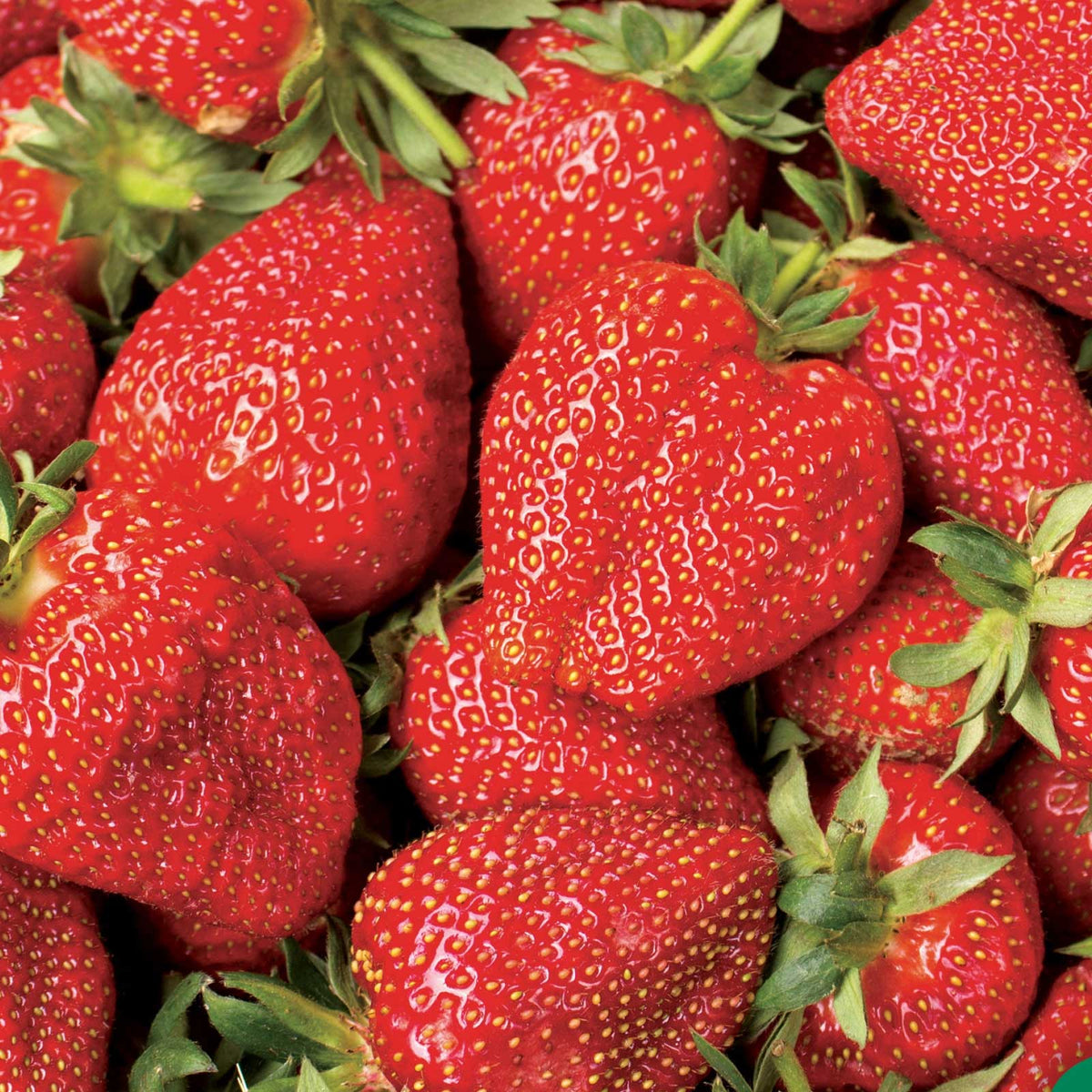 Close up of eclair strawberries with bright red fruit and yellow seeds