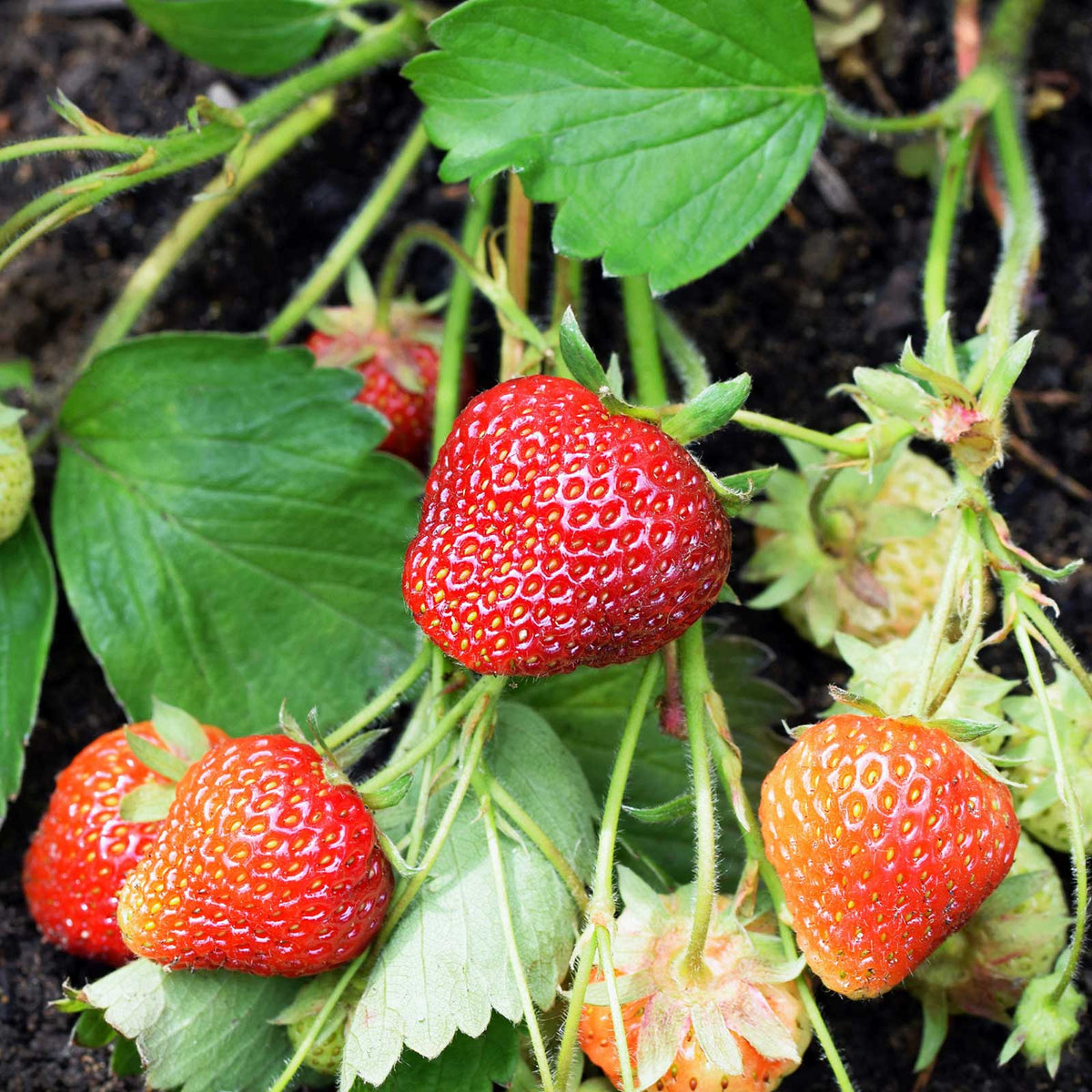 Red Eclair strawberries growing on a green vine in a garden setting