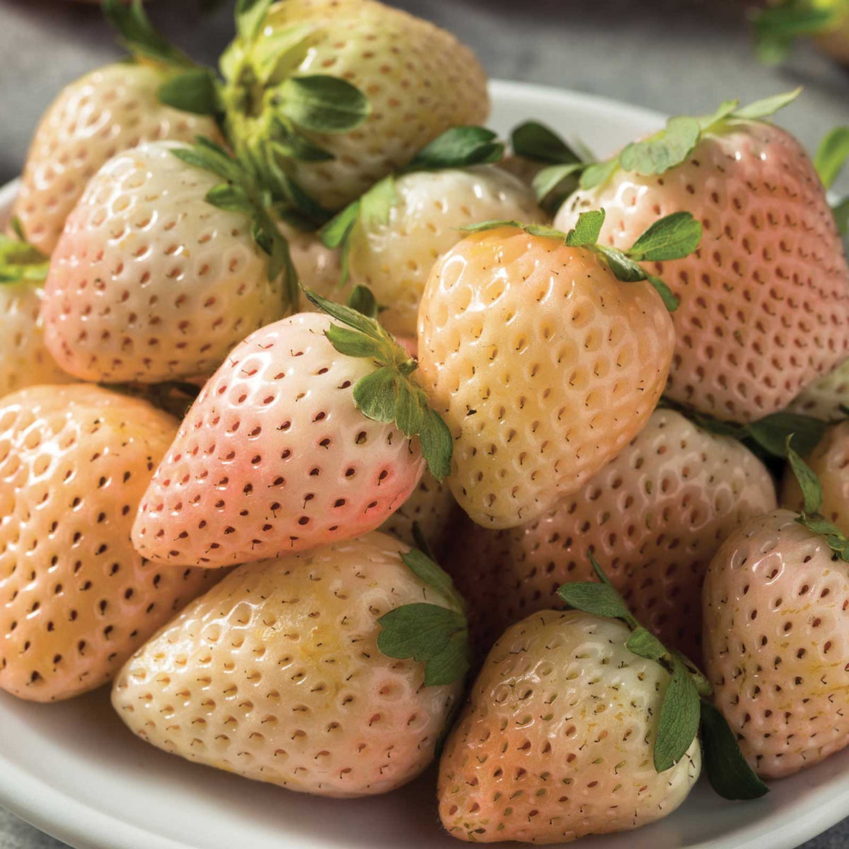 Bowl of freshly harvested pineberry white carolina strawberries showing the whitish red coloring