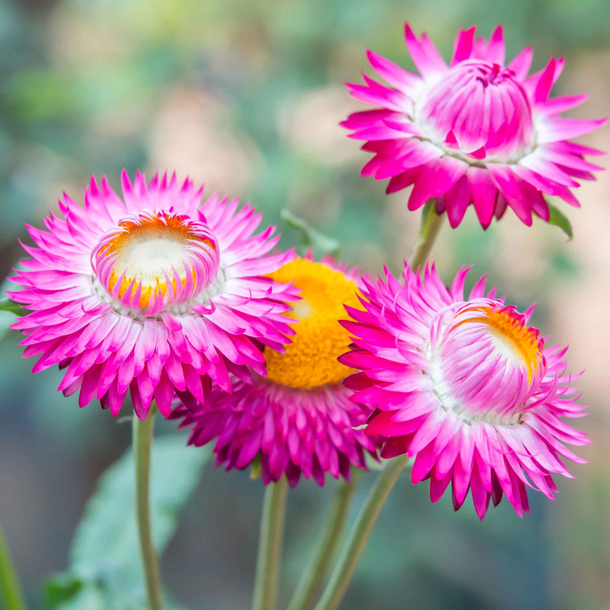 A bright rose strawflower, its delicate petals radiating outward, captured in a close-up shot.