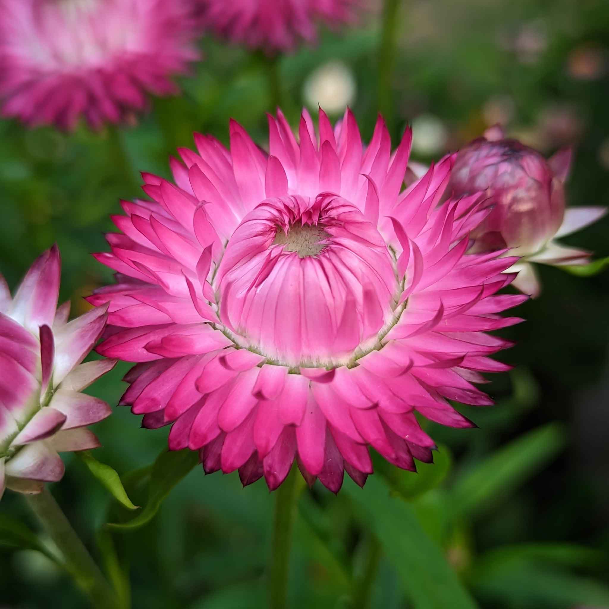 A close-up view of bright pink strawflowers with multiple blooms.