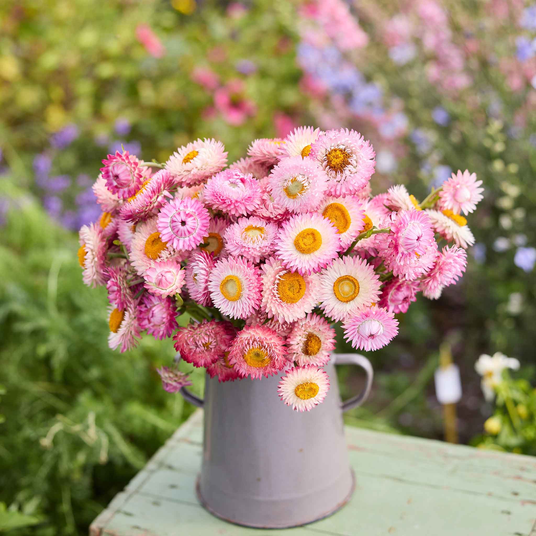 Bouquet of bright rose strawflowers in a metal pitcher on a wooden table with a garden background.