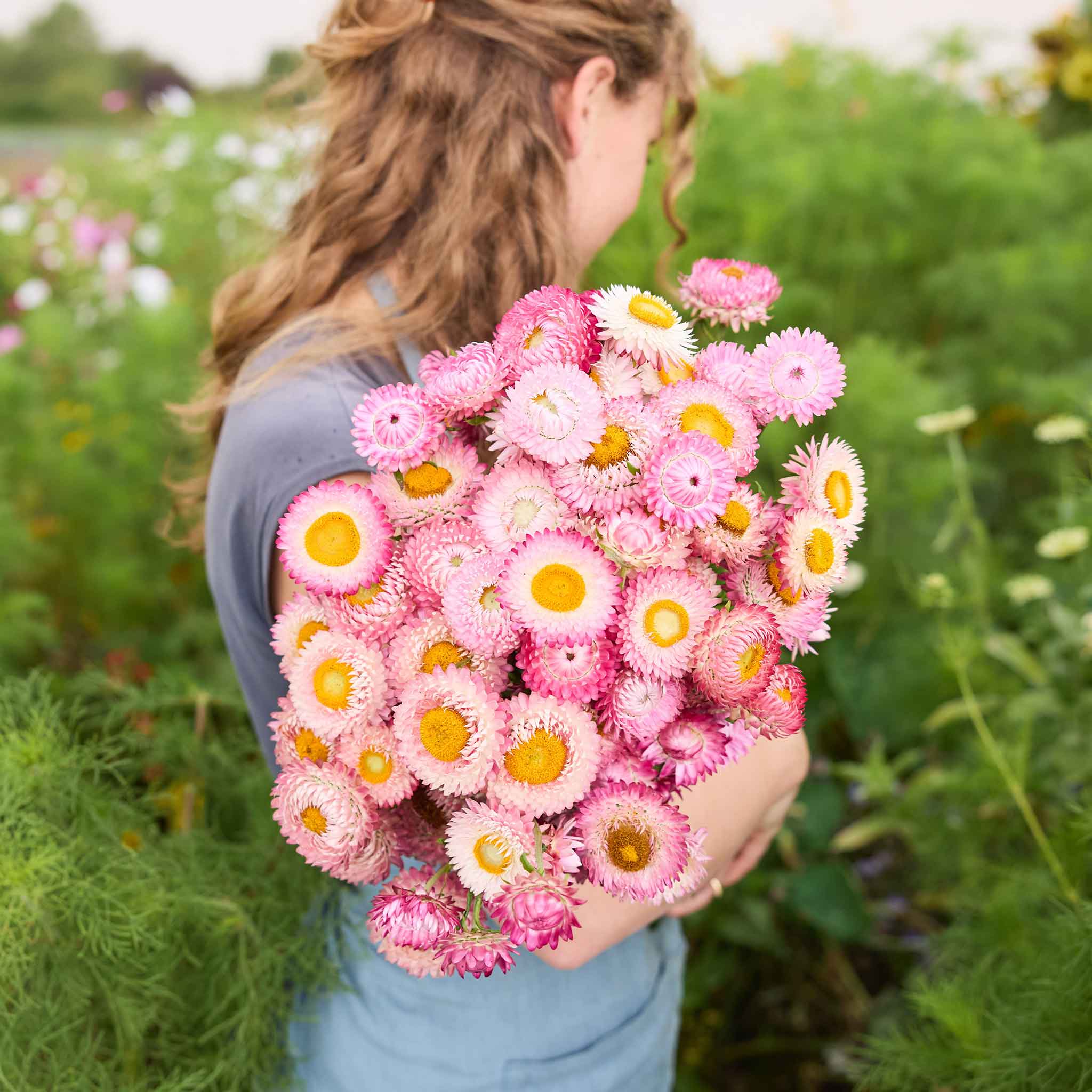Person holding a large bouquet of bright rose strawflowers in a field