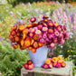 A bouquet of colorful flowers from the strawflower autumn shades bundle in a natural setting