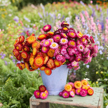 A bouquet of colorful flowers from the strawflower autumn shades bundle in a natural setting