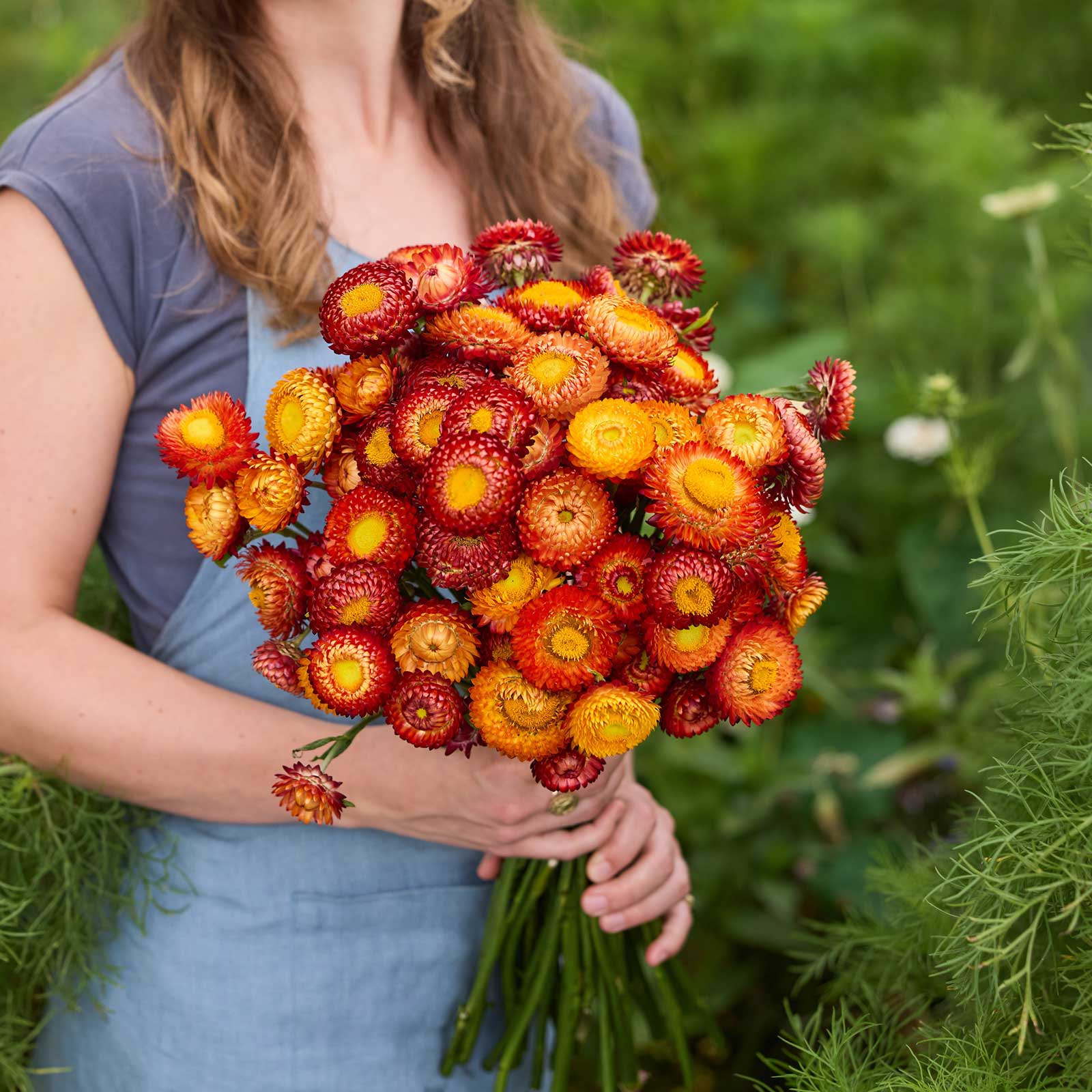 Person holding a bouquet of orange red flowers from the strawflower autumn shades bundle in a natural setting