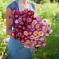 Person holding a bouquet of pink and purple flowers from the strawflower pop of pink bundle in a garden setting