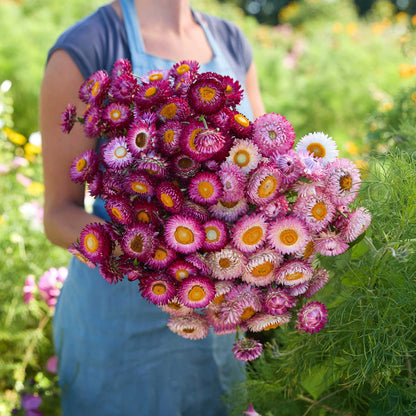 Person holding a bouquet of pink and purple flowers from the strawflower pop of pink bundle in a garden setting