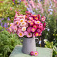 Bouquet of pink and white strawflower flowers in a gray vase on a wooden table with a garden background.