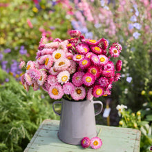 Bouquet of pink and white strawflower flowers in a gray vase on a wooden table with a garden background.