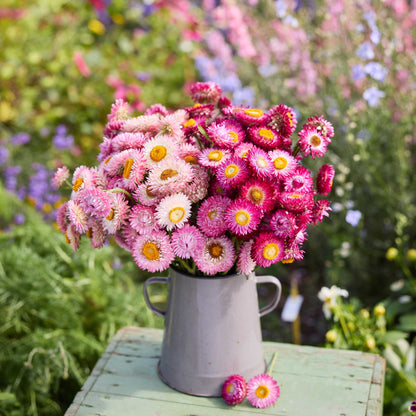 Bouquet of pink and white strawflower flowers in a gray vase on a wooden table with a garden background.