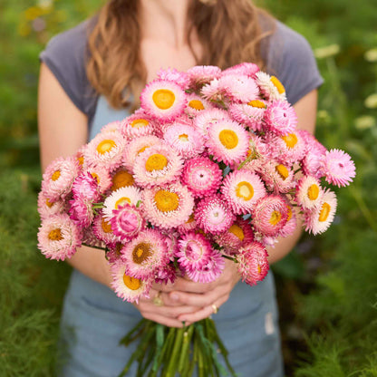 Person holding a bouquet of pink strawflower flowers in a natural setting