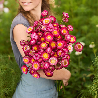 Person holding a bouquet of pink strawflower flowers in a garden setting