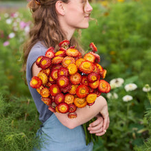 A person holding a bouquet of strawflower copper red in a garden setting.