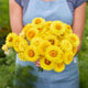 Strawflower Seeds - Golden Yellow
