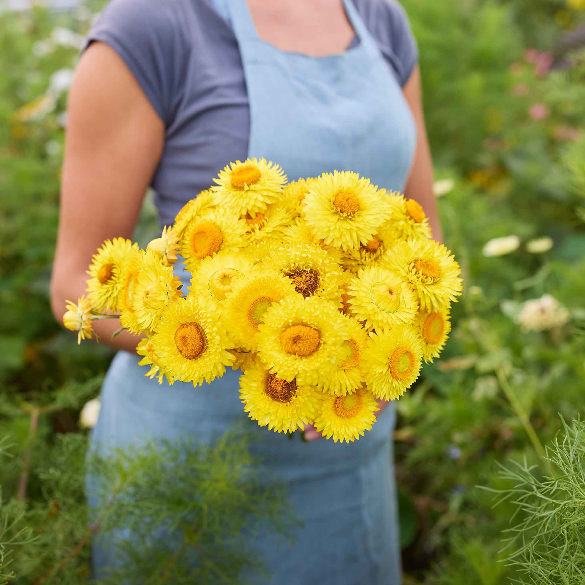Person holding a bouquet of golden yellow strawflowers with a blurred green background