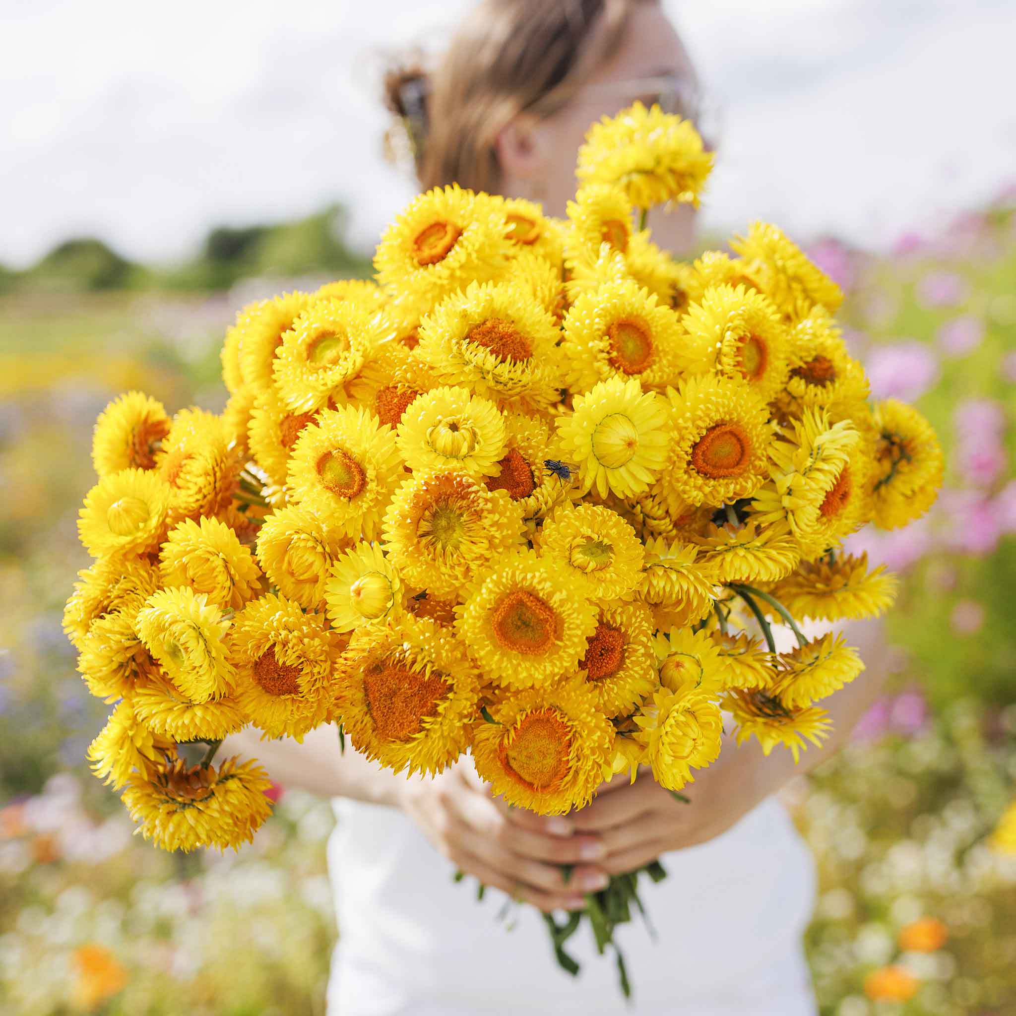 A close-up of a vibrant golden-yellow strawflower with delicate petals, showcasing its intricate texture.