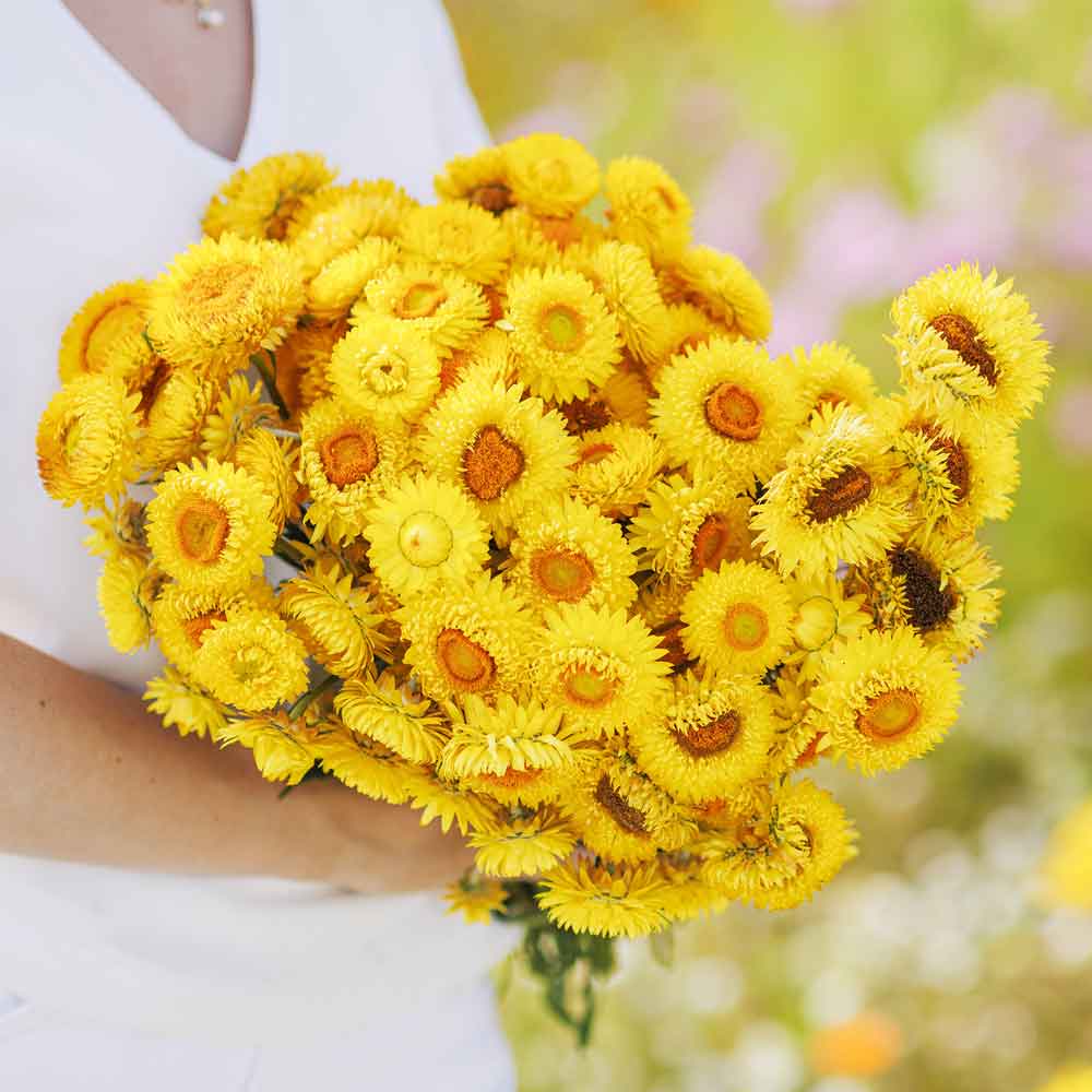 A person holding a bouquet of vibrant Golden Yellow strawflowers.