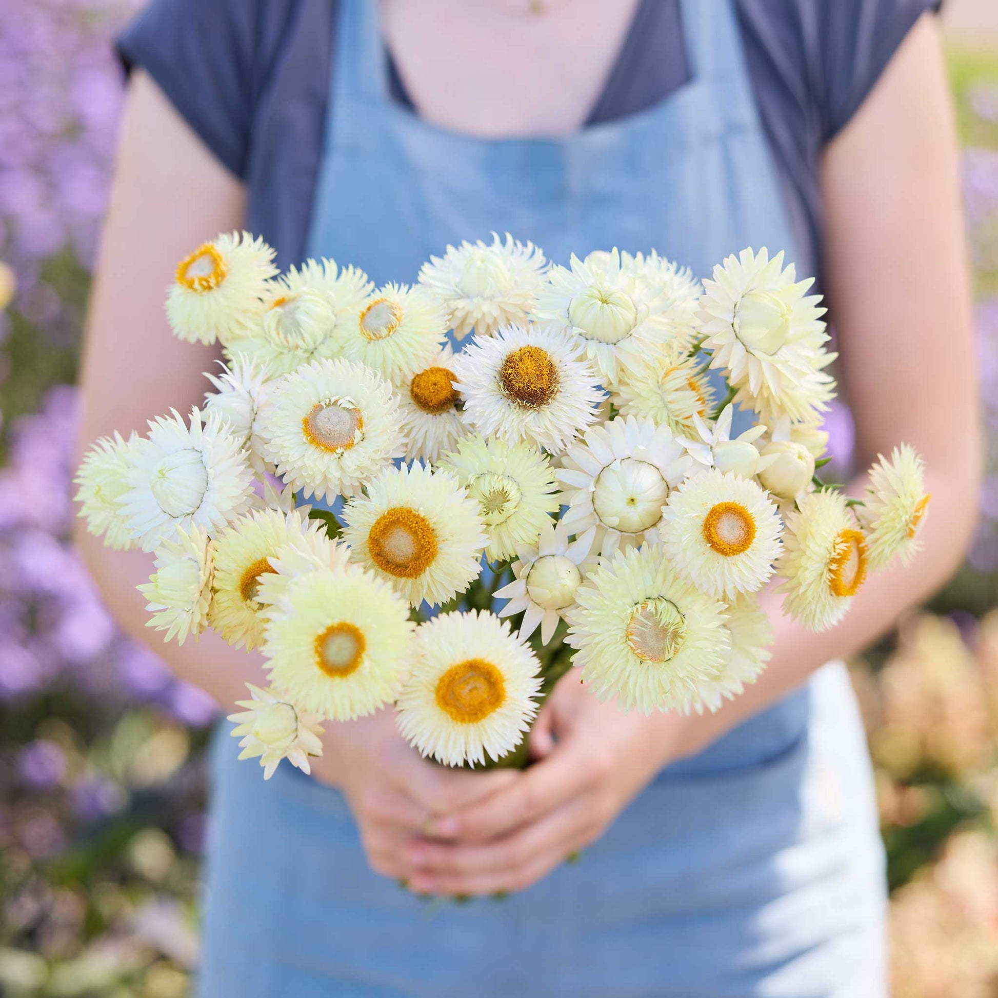 A person holding a bouquet of strawflower king size frosted sulphur in a garden setting.