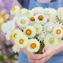 A close up of a person holding a bouquet of strawflower king size frosted sulphur in a garden setting.