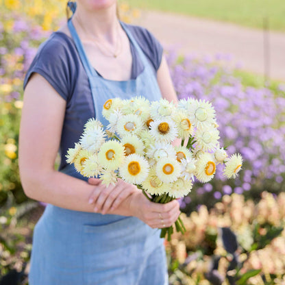 A person holding a bouquet of strawflower king size frosted sulphur in a garden setting.