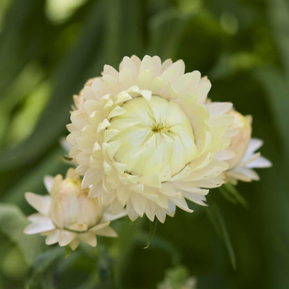 A single strawflower king size frosted sulphur flower bloom with a green blurred background.
