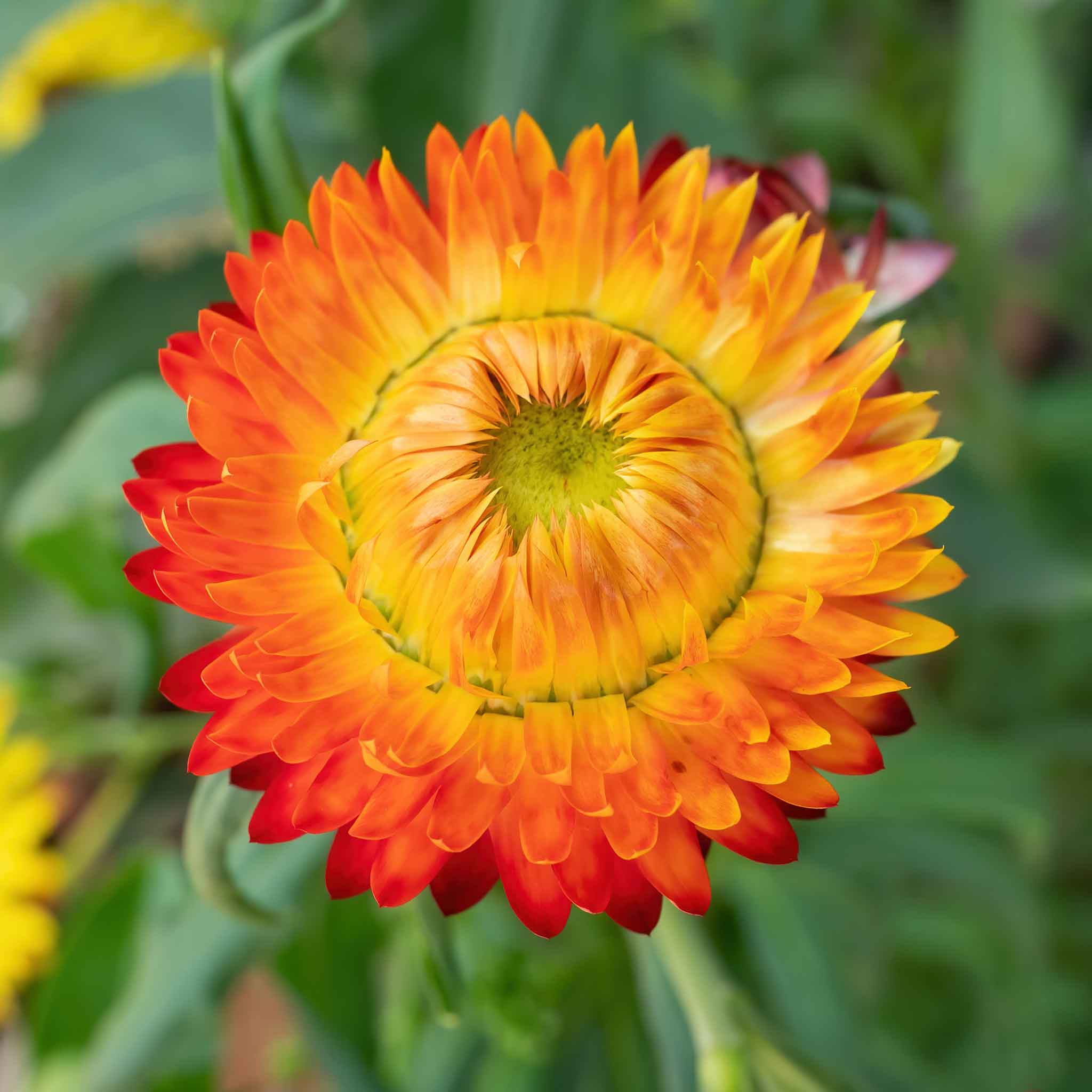 Close-up of a vibrant King Size Orange Strawflower with a blurred green background