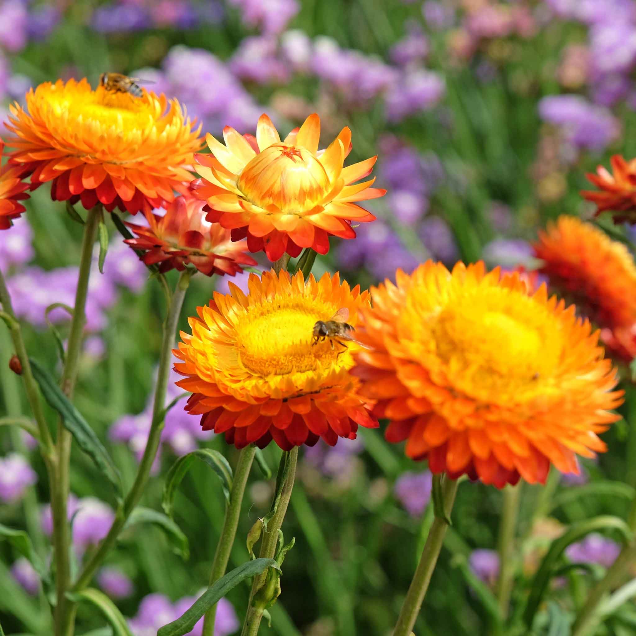 Close-up of king size orange strawflowers with a bee in a garden setting.